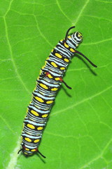 Caterpillar on the leaf