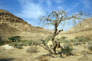 dry tree