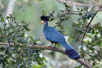 Great blue turaco