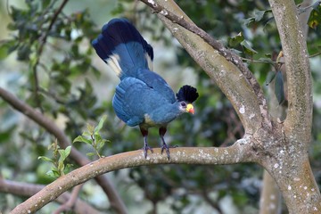 Great blue turaco