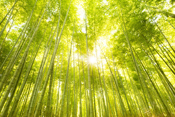 Fototapeta premium Bamboo Forest in Japan. Bamboo Groove in Arashiyama, Kyoto