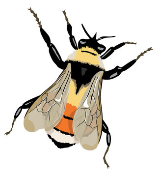 bumble-bee