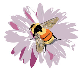 bumble-bee on a flower
