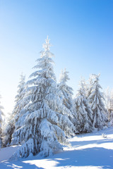 Fototapeta premium Trees with snow