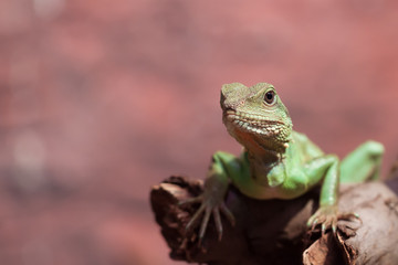 Naklejka premium Chinese Water Dragon