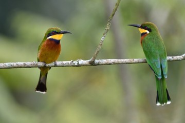 Two Cinnamon-chested Bee-eaters