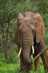 Fototapeta premium Elephant profil