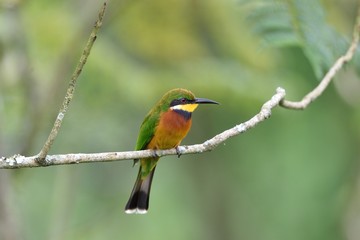 Cinnamon-chested Bee-eater
