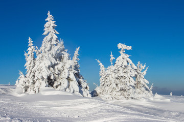 Trees with snow