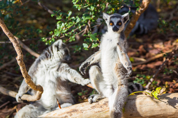 Ring Tailed Lemur or white front (Lemur catta)