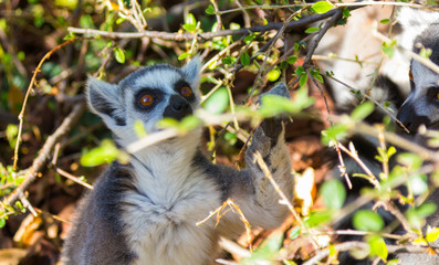 Ring Tailed Lemur or white front (Lemur catta)