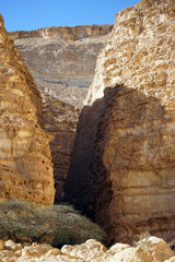 Acacia in Barak canyon