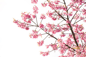 Sakura Flower or Cherry Blossom with Beautiful Background