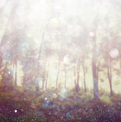 abstract photo of light burst among trees and glitter bokeh ligh