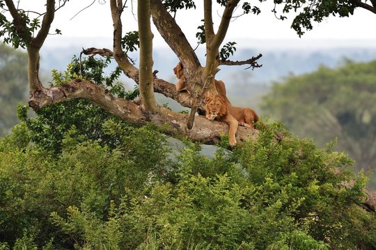 Tree Climbing Lions Resting On A Tree