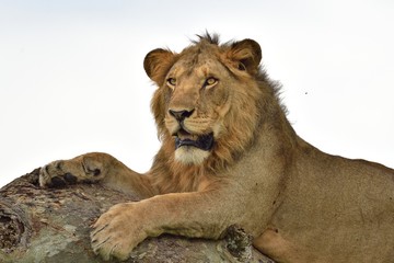 Naklejka premium Tree Climbing Lion