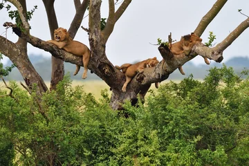 Crédence de cuisine en verre imprimé Lion Lions grimpants aux arbres