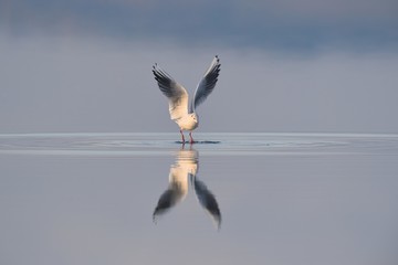 Seagull
