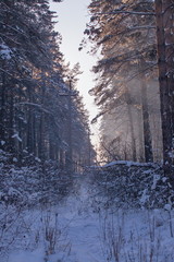 Winter landscape in the forest.