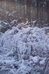 Winter landscape in the forest.