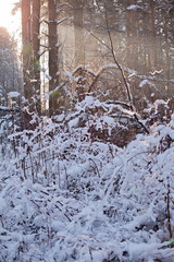 Winter landscape in the forest.