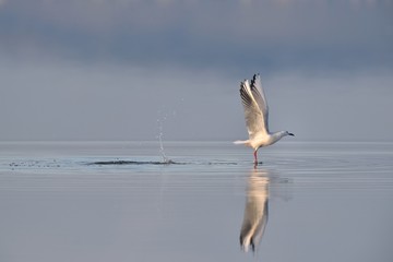 Flying seagull