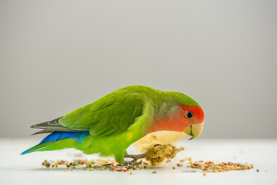 Fototapeta Rosy-faced lovebird eating scattered seeds