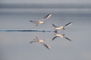 pink seagulls