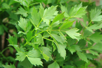 lovage (green herbs background)