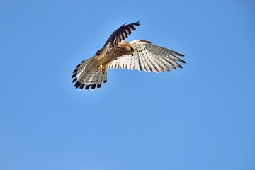 Common kestrel