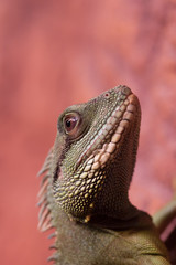 Portrait of a Lizard