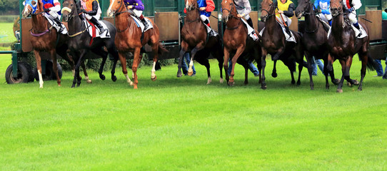 racing horses bursting out of starting gate - obrazy, fototapety, plakaty