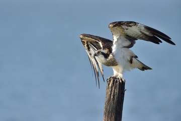 Fishing osprey
