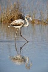 Immature grater flamingo