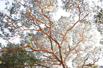 Big tree and branch in the park.