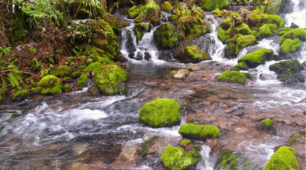 Mountain stream among the mossy stones