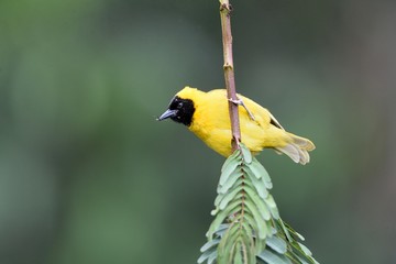 Black-headed weaver