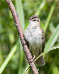 Fototapeta premium Turzyca zwyczajna (Acrocephalus schoenobaenus).