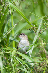 Sedge Warbler (Acrocephalus schoenobaenus).