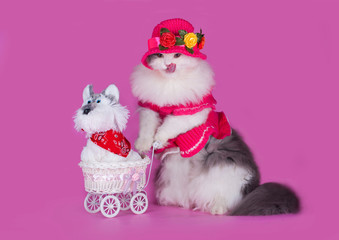 cat in a pink dress and hat with a baby carriage and a toy on a