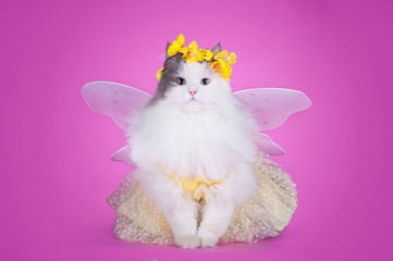 cat dressed as spring butterflies on a pink background isolated