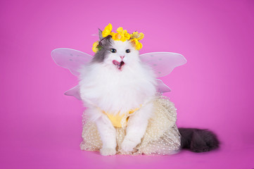 cat dressed as spring butterflies on a pink background isolated