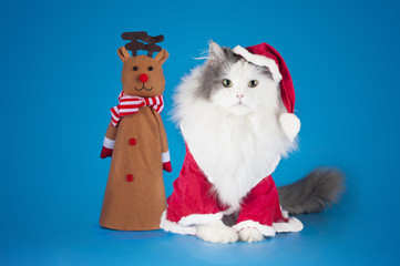 cat dressed as Santa Claus on a blue background isolated