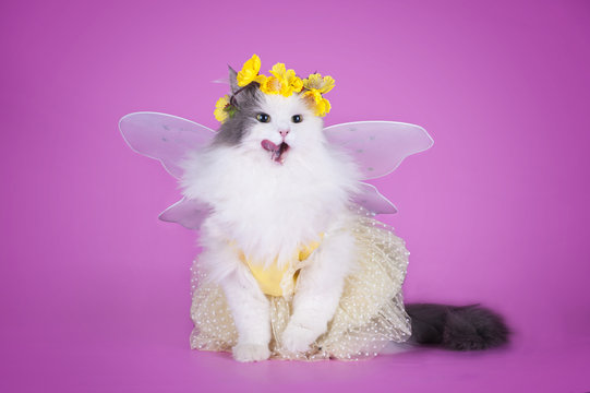 cat dressed as spring butterflies on a pink background isolated