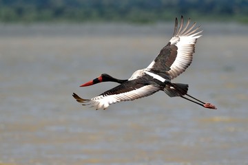 Saddle-billed stork flying © duelune