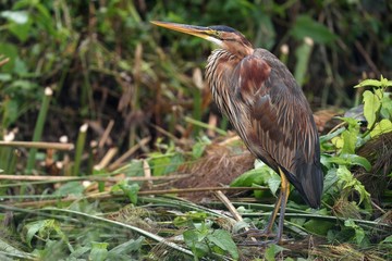 Purple heron