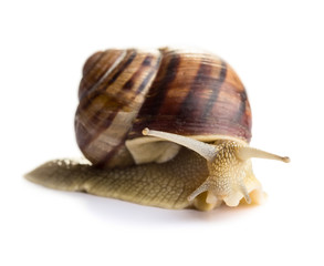 Snail
