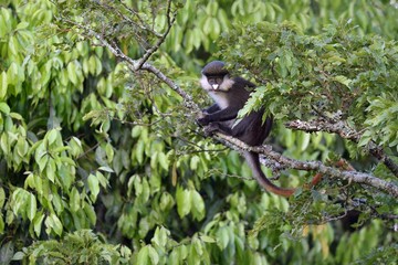 Red-tailed guenon