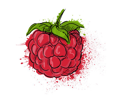 raspberry on white background. watercolor.