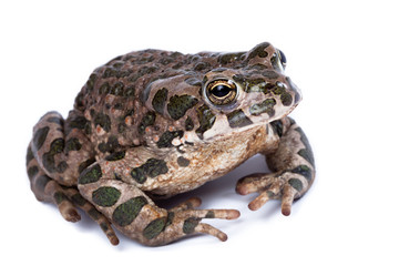Naklejka premium Bufo viridis, European green toad.